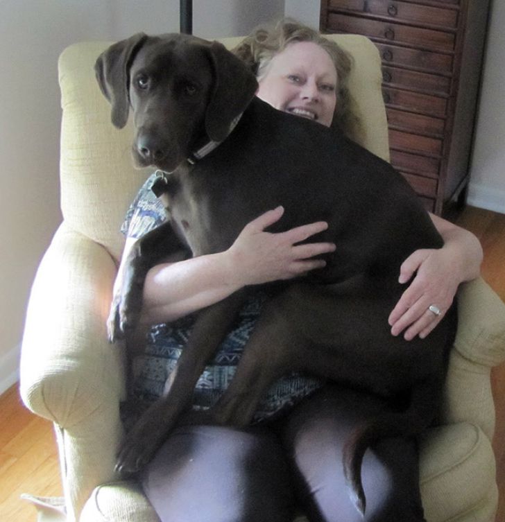 Huge Dogs That Think They’re Still Puppies_5
