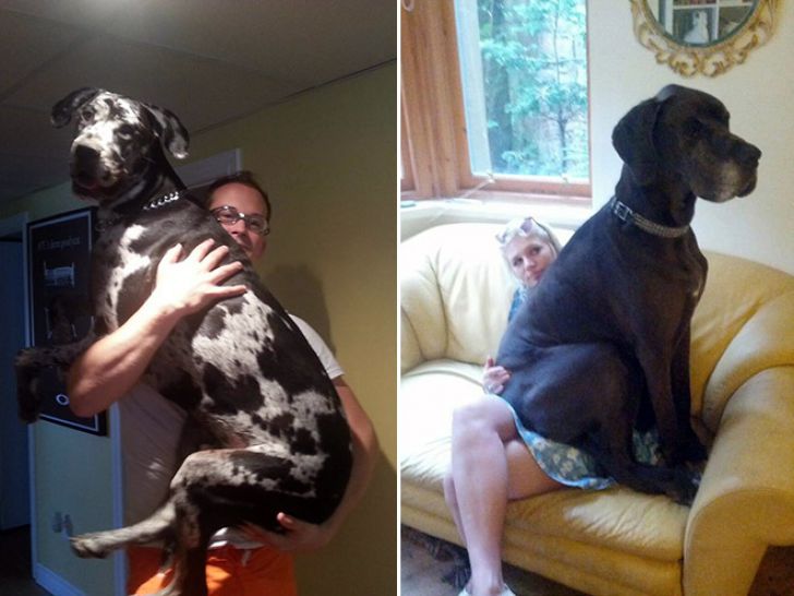 Huge Dogs That Think They’re Still Puppies_6