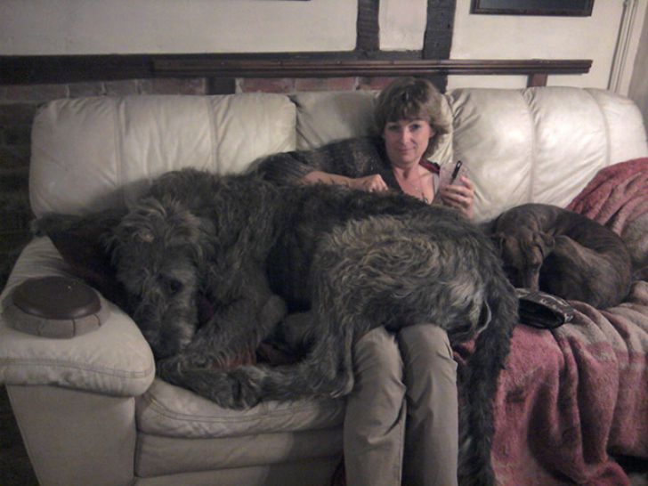 Huge Dogs That Think They’re Still Puppies_7