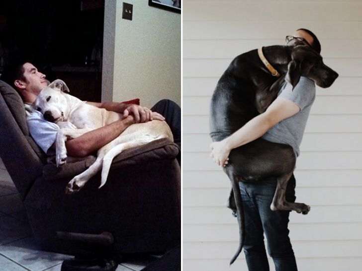 Huge Dogs That Think They’re Still Puppies_8
