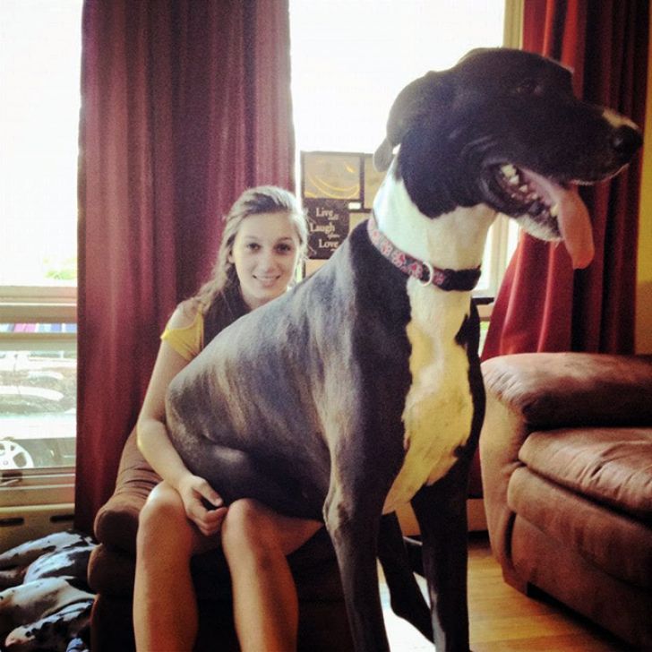 Huge Dogs That Think They’re Still Puppies_9