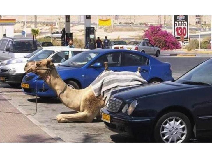 land-of-the-rich-15-crazy-things-that-you-only-see-in-dubai_6