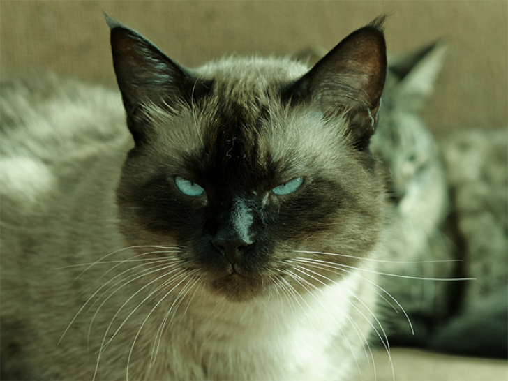 Plotting Cats_11