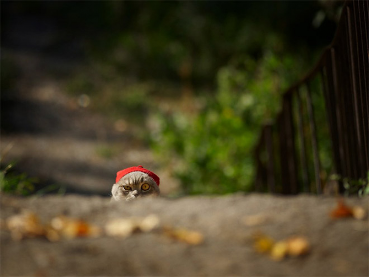 Plotting Cats_12