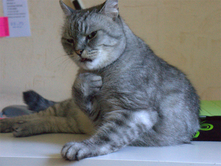 Plotting Cats_2