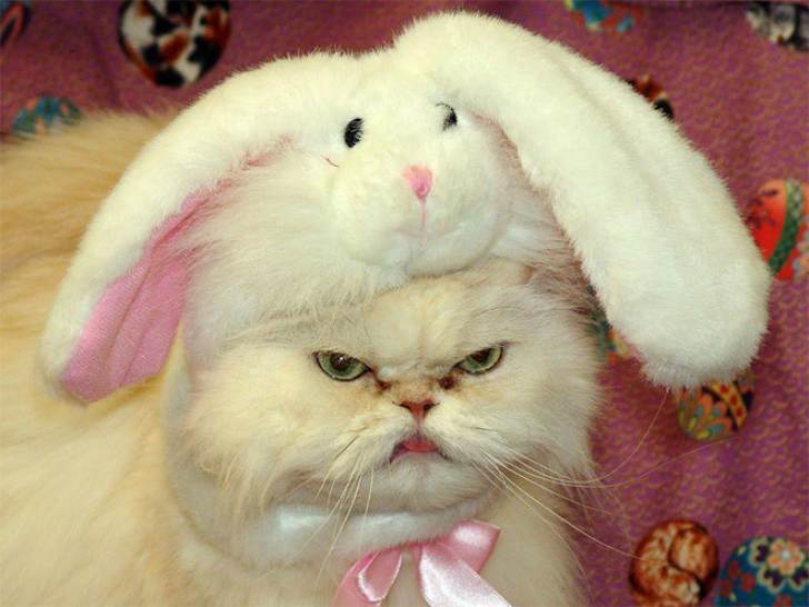 Plotting Cats_6
