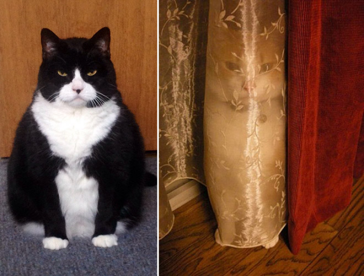 Plotting Cats_8