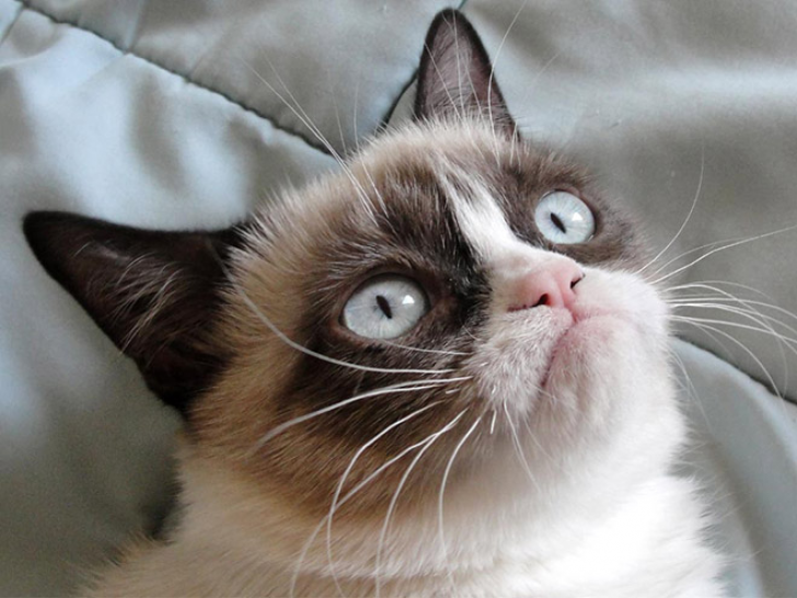 Plotting Cats_9