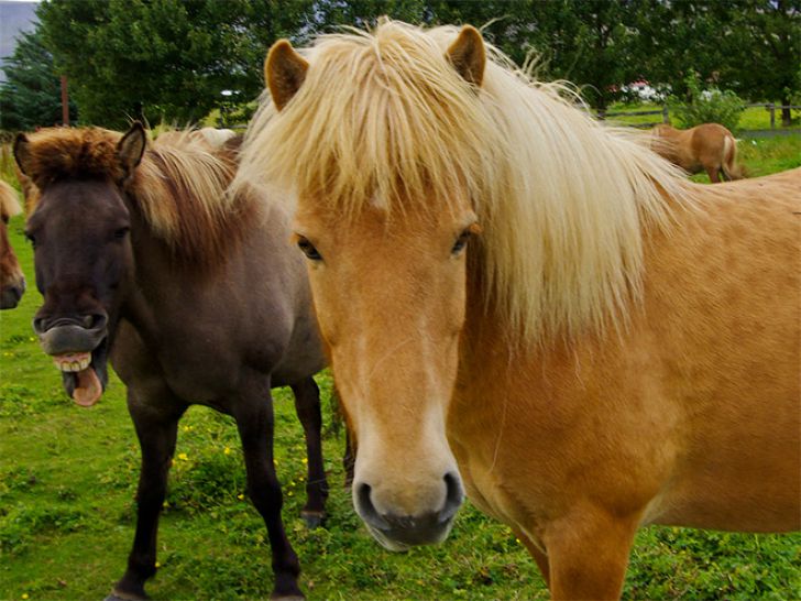 Shameless Animal Photobombs_10