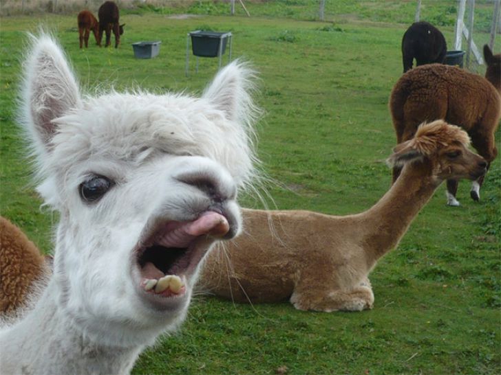 Shameless Animal Photobombs_12