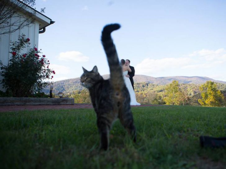 Shameless Animal Photobombs_13