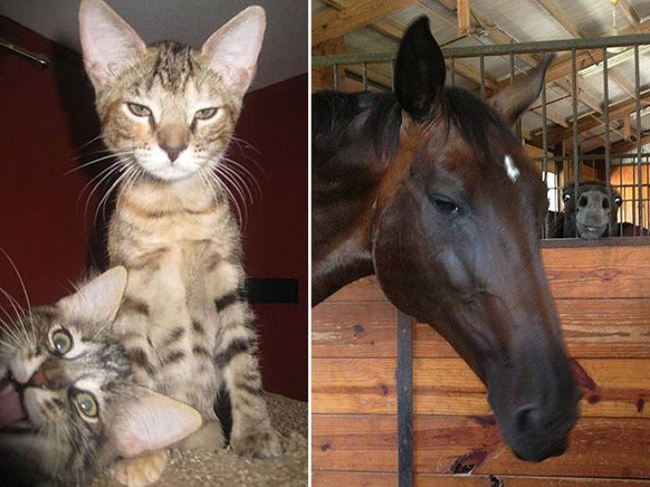 Shameless Animal Photobombs_14