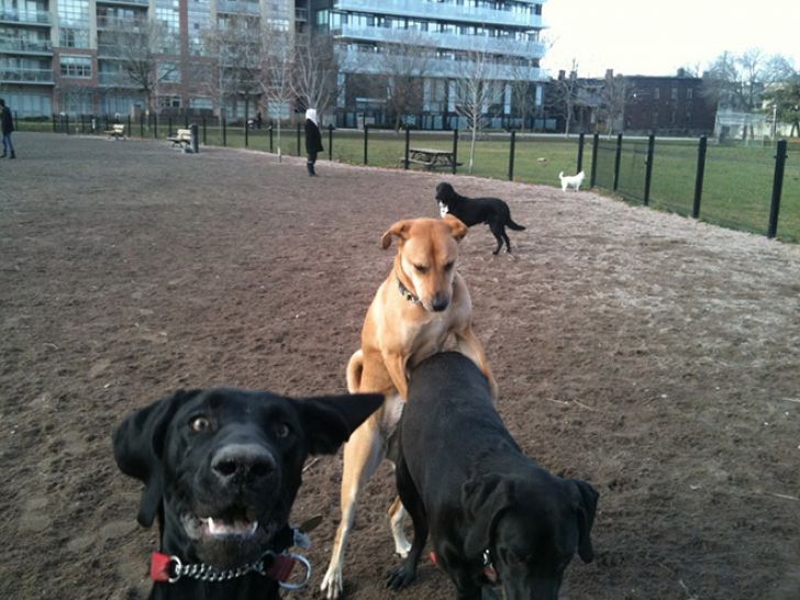 Shameless Animal Photobombs_16