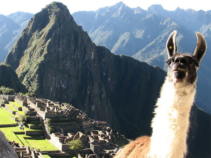 Shameless Animal Photobombs_17