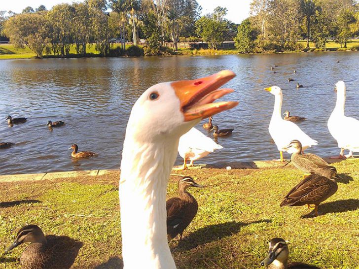 Shameless Animal Photobombs_18