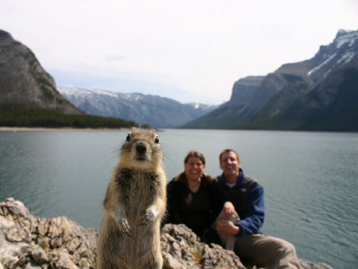 Shameless Animal Photobombs_19