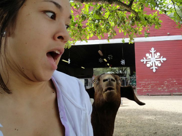 Shameless Animal Photobombs_3