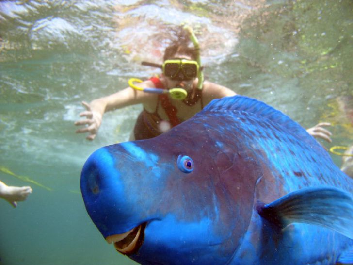 Shameless Animal Photobombs_5