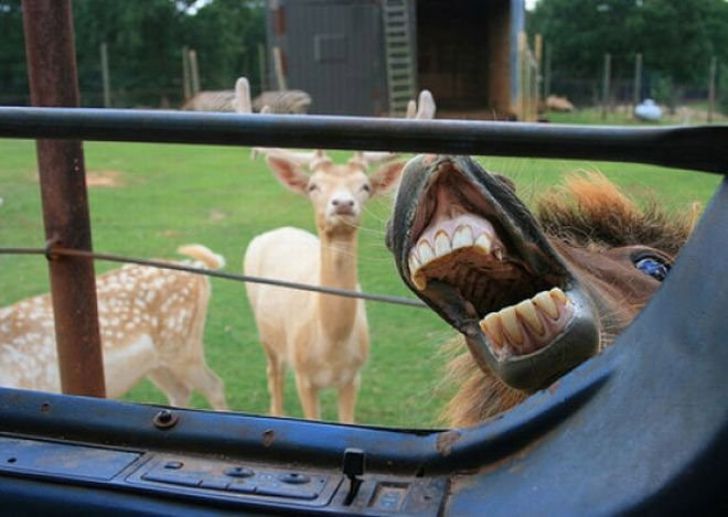 Shameless Animal Photobombs_6