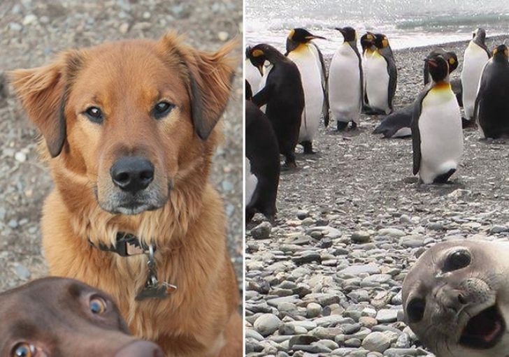 Shameless Animal Photobombs_7