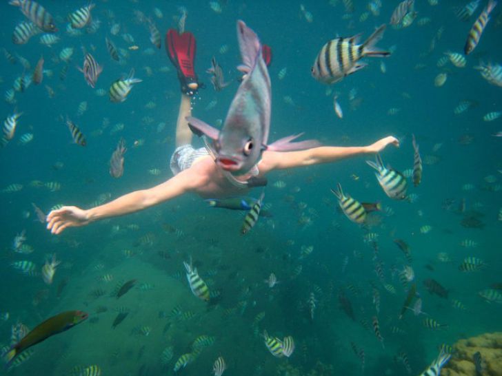 Shameless Animal Photobombs_8