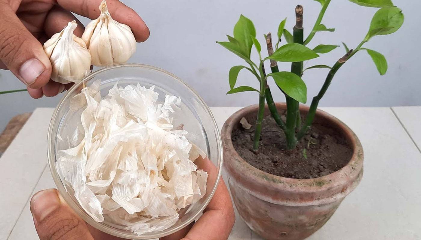 stop-throwing-away-garlic-peels-they-heal-and-protect-your-home-fr-6