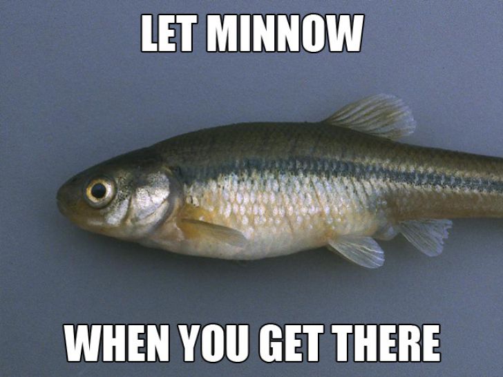 The Ultimate Animal Pun_10
