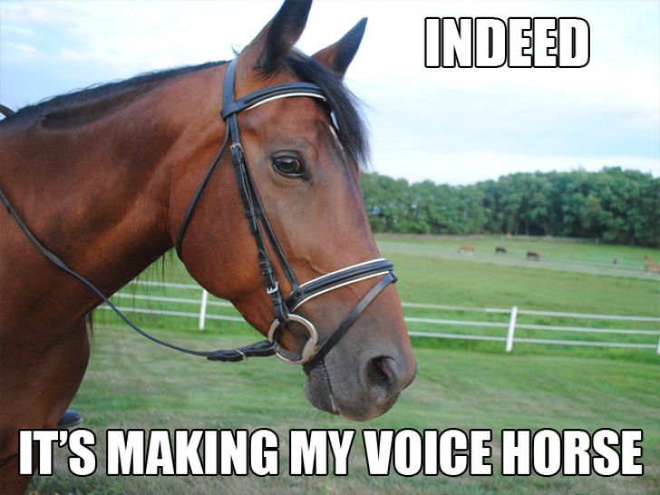 The Ultimate Animal Pun_5