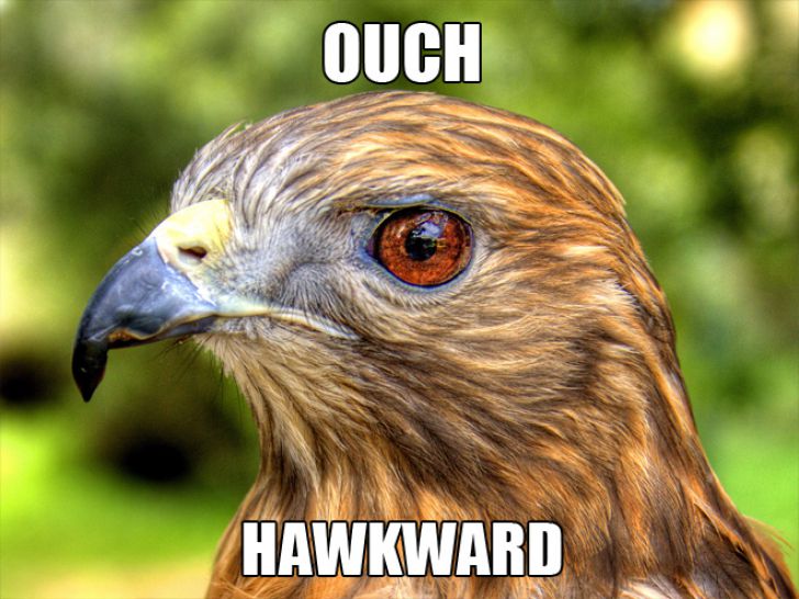 The Ultimate Animal Pun_7