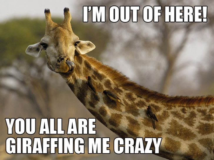 The Ultimate Animal Pun_8