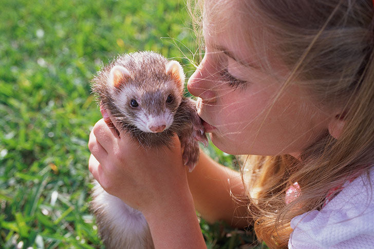 exotic pets