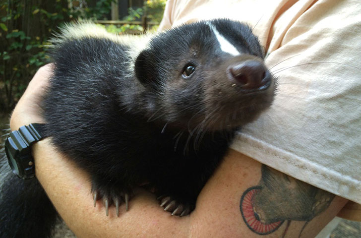 Skunks