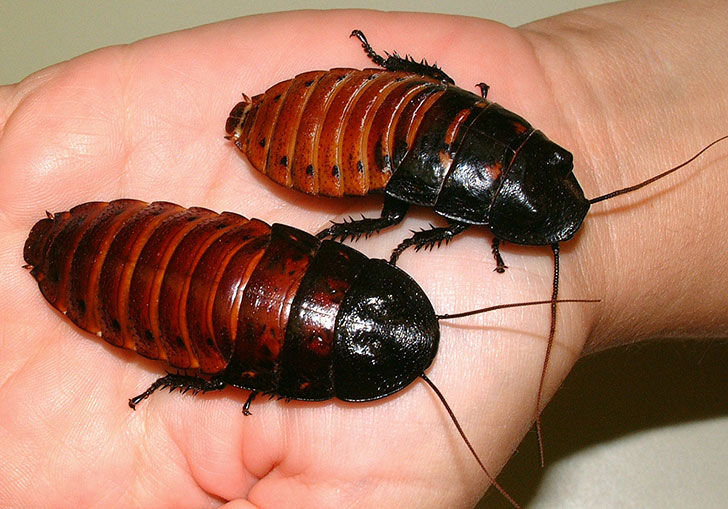 Hissing Cockroaches