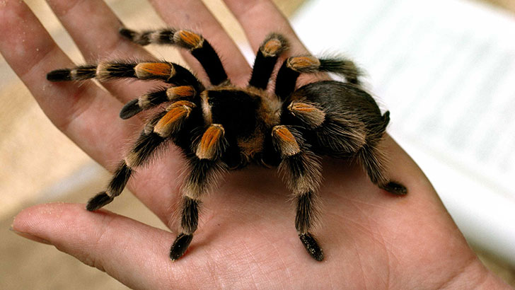 Tarantulas