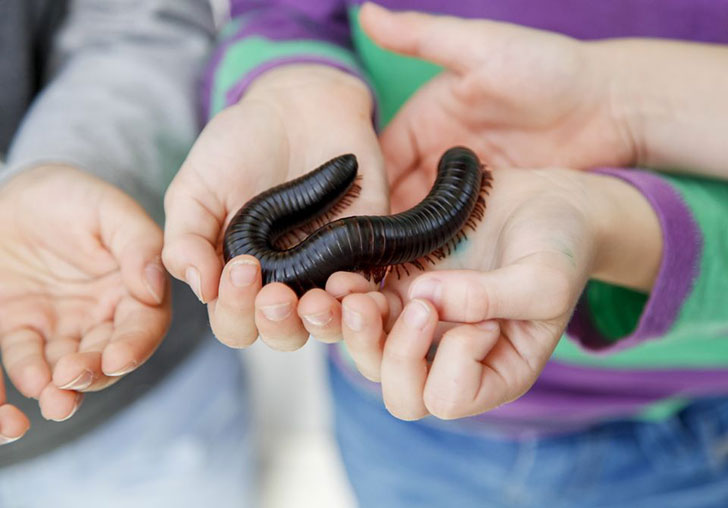 African millipedes