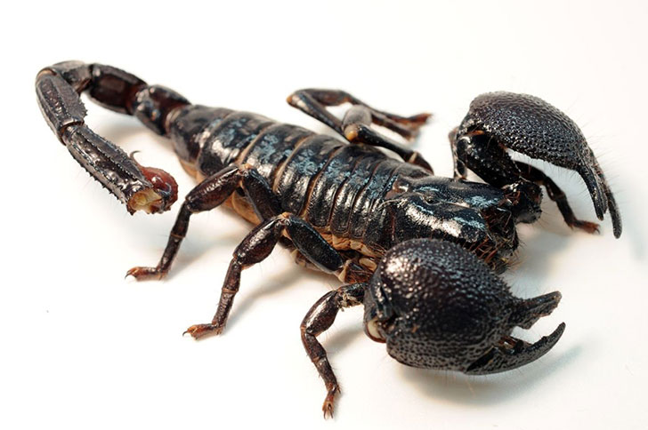 Scorpions