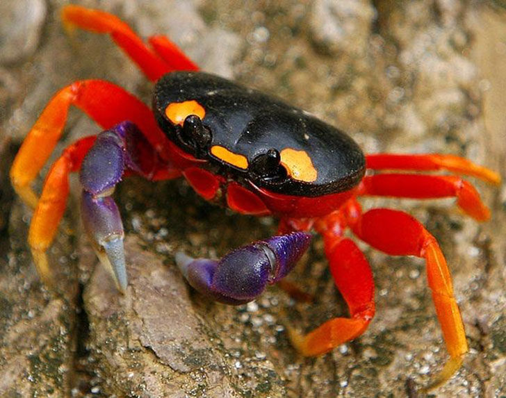 Giant land crabs