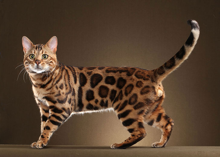 Bengal cats