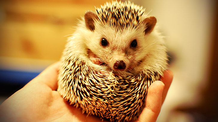 Hedgehogs