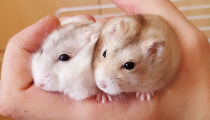 Degus