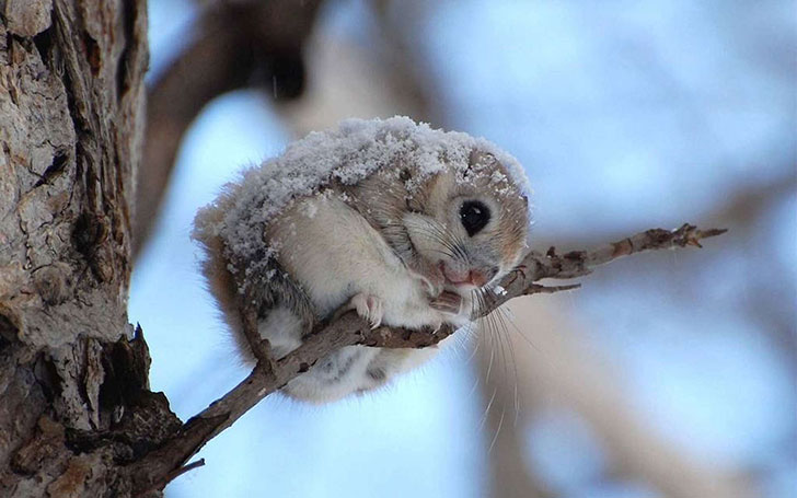 Flying squirrels