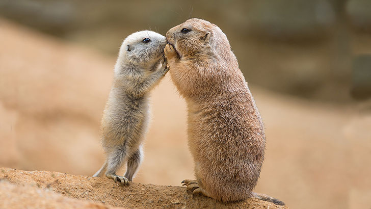 Prairie dogs