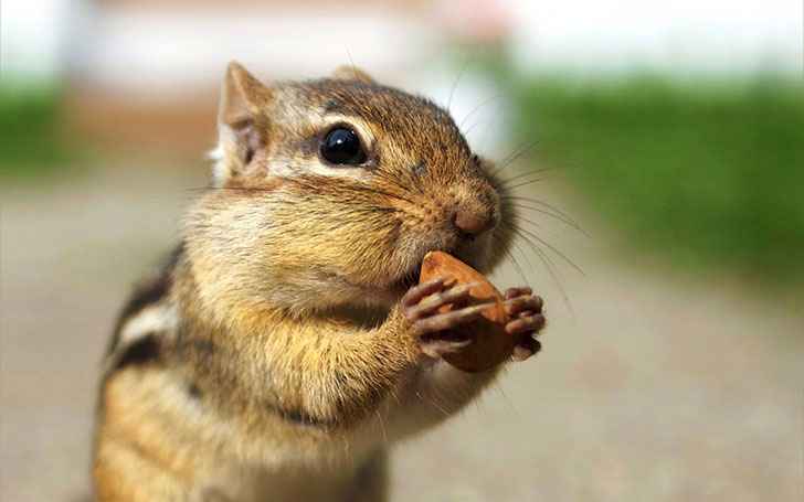 Chipmunks