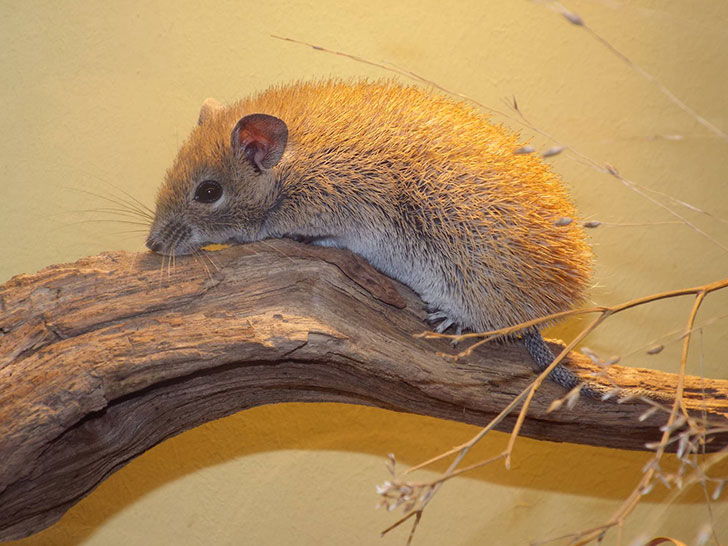 Spiny mice