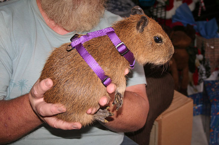 Patagonian cavies