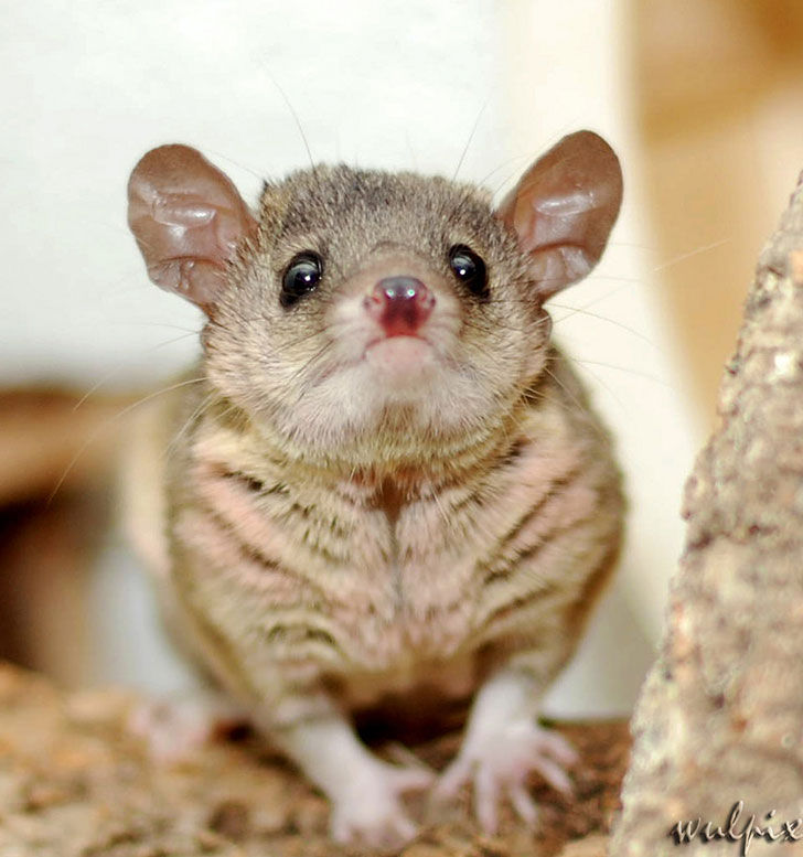 Short-Tailed Opossum