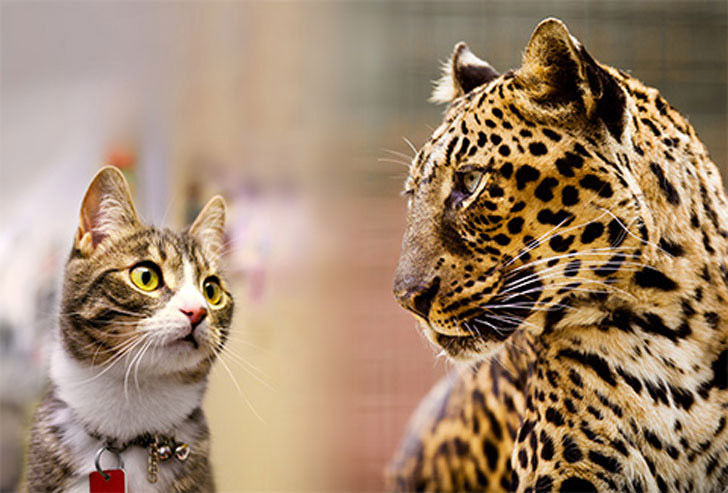 exotic pets