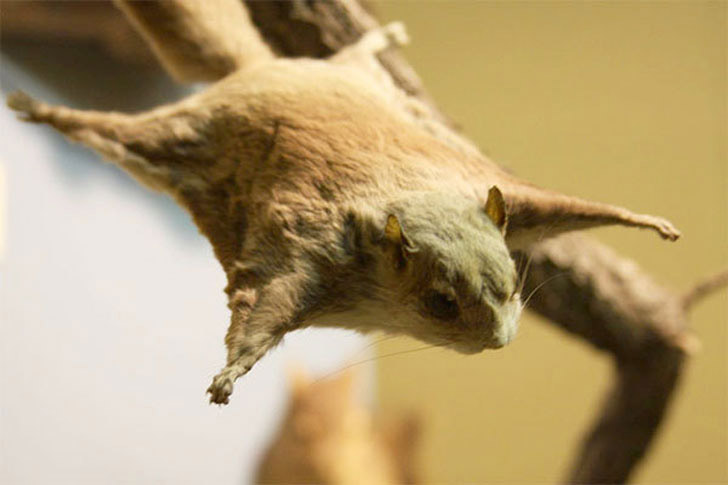 Flying Squirrel