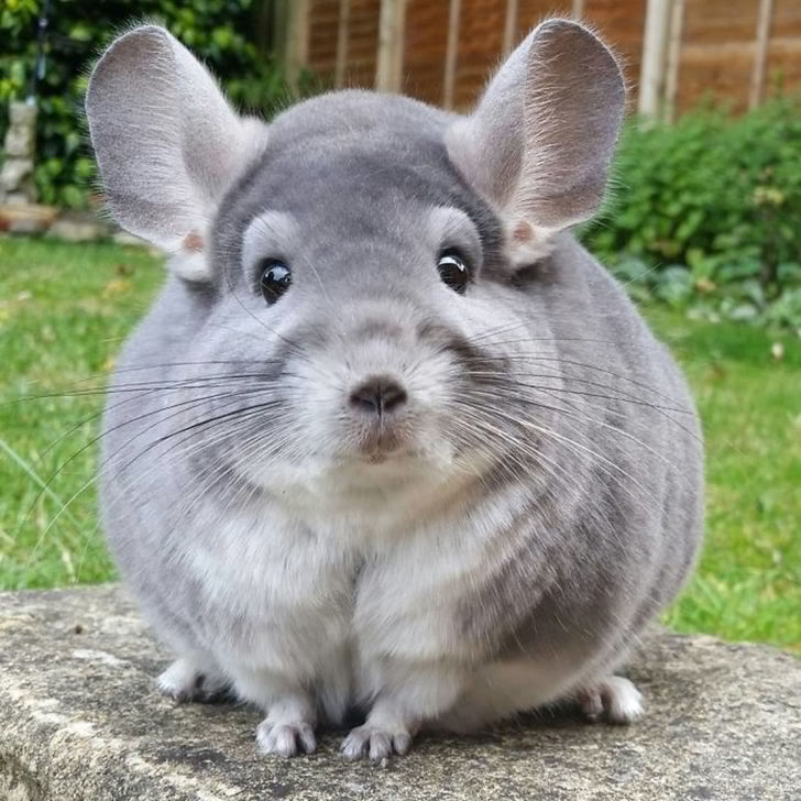 Chinchilla