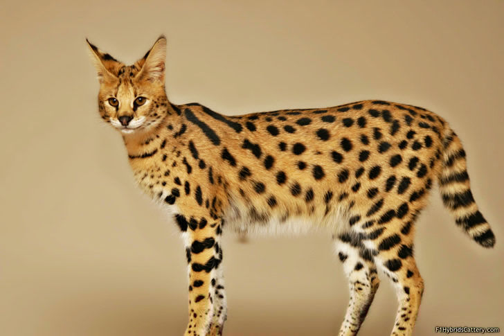 Serval